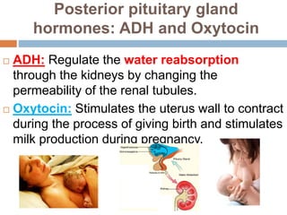 Posterior pituitary gland
hormones: ADH and Oxytocin
 ADH: Regulate the water reabsorption
through the kidneys by changing the
permeability of the renal tubules.
 Oxytocin: Stimulates the uterus wall to contract
during the process of giving birth and stimulates
milk production during pregnancy.
 