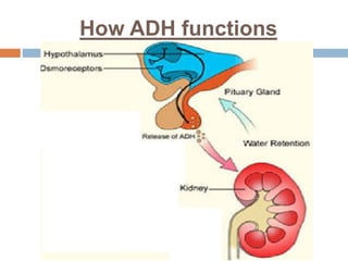 How ADH functions
 
