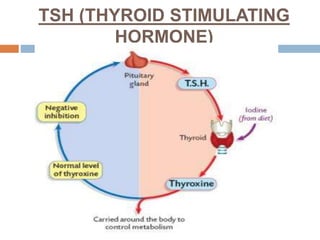 TSH (THYROID STIMULATING
HORMONE)
 