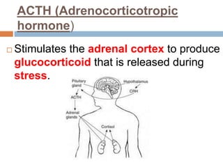 ACTH (Adrenocorticotropic
hormone)
 Stimulates the adrenal cortex to produce
glucocorticoid that is released during
stress.
 