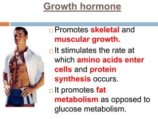 Growth hormone
 Promotes skeletal and
muscular growth.
 It stimulates the rate at
which amino acids enter
cells and protein
synthesis occurs.
 It promotes fat
metabolism as opposed to
glucose metabolism.
 