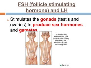 FSH (follicle stimulating
hormone) and LH
 Stimulates the gonads (testis and
ovaries) to produce sex hormones
and gametes.
 
