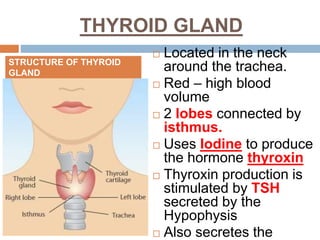 THYROID GLAND
 Located in the neck
around the trachea.
 Red – high blood
volume
 2 lobes connected by
isthmus.
 Uses Iodine to produce
the hormone thyroxin
 Thyroxin production is
stimulated by TSH
secreted by the
Hypophysis
 Also secretes the
STRUCTURE OF THYROID
GLAND
 