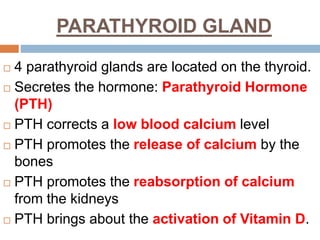 PARATHYROID GLAND
 4 parathyroid glands are located on the thyroid.
 Secretes the hormone: Parathyroid Hormone
(PTH)
 PTH corrects a low blood calcium level
 PTH promotes the release of calcium by the
bones
 PTH promotes the reabsorption of calcium
from the kidneys
 PTH brings about the activation of Vitamin D.
 