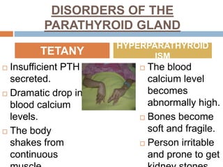 DISORDERS OF THE
PARATHYROID GLAND
 Insufficient PTH
secreted.
 Dramatic drop in
blood calcium
levels.
 The body
shakes from
continuous
 The blood
calcium level
becomes
abnormally high.
 Bones become
soft and fragile.
 Person irritable
and prone to get
TETANY
HYPERPARATHYROID
ISM
 