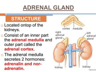 ADRENAL GLAND
 Located ontop of the
kidneys.
 Consist of an inner part
the adrenal medulla and
outer part called the
adrenal cortex.
 The adrenal medulla
secretes 2 hormones:
adrenalin and nor-
adrenalin.
STRUCTURE
 