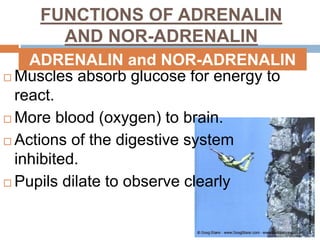 FUNCTIONS OF ADRENALIN
AND NOR-ADRENALIN
 Muscles absorb glucose for energy to
react.
 More blood (oxygen) to brain.
 Actions of the digestive system
inhibited.
 Pupils dilate to observe clearly
ADRENALIN and NOR-ADRENALIN
 