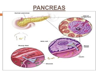 PANCREAS
 