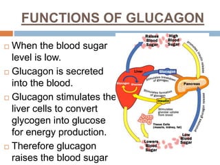 FUNCTIONS OF GLUCAGON
 When the blood sugar
level is low.
 Glucagon is secreted
into the blood.
 Glucagon stimulates the
liver cells to convert
glycogen into glucose
for energy production.
 Therefore glucagon
raises the blood sugar
 
