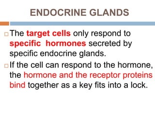 ENDOCRINE GLANDS
 The target cells only respond to
specific hormones secreted by
specific endocrine glands.
 If the cell can respond to the hormone,
the hormone and the receptor proteins
bind together as a key fits into a lock.
 
