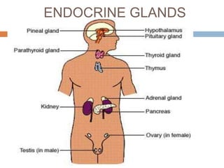 ENDOCRINE GLANDS
 