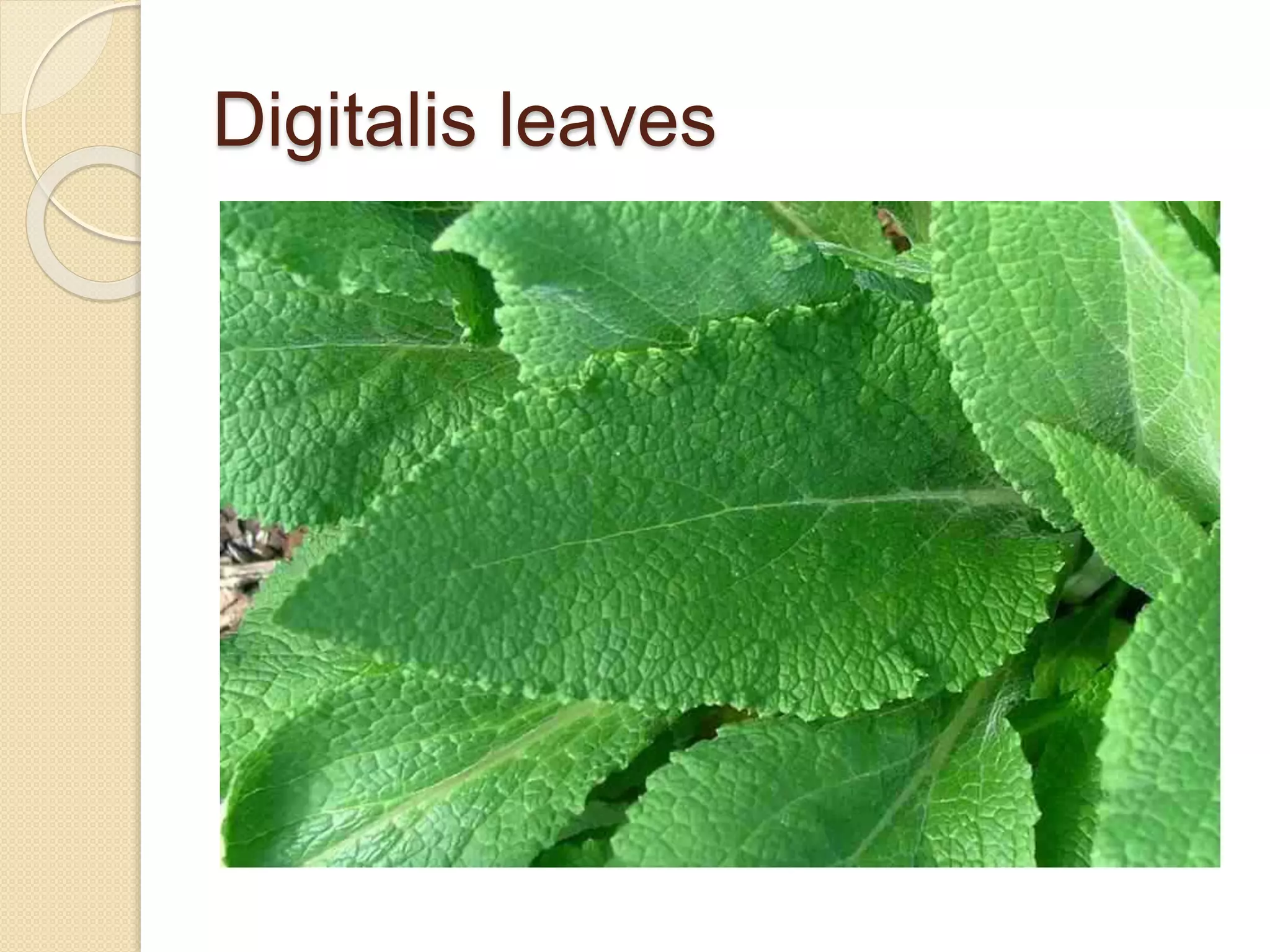 Digitalis leaves
 
