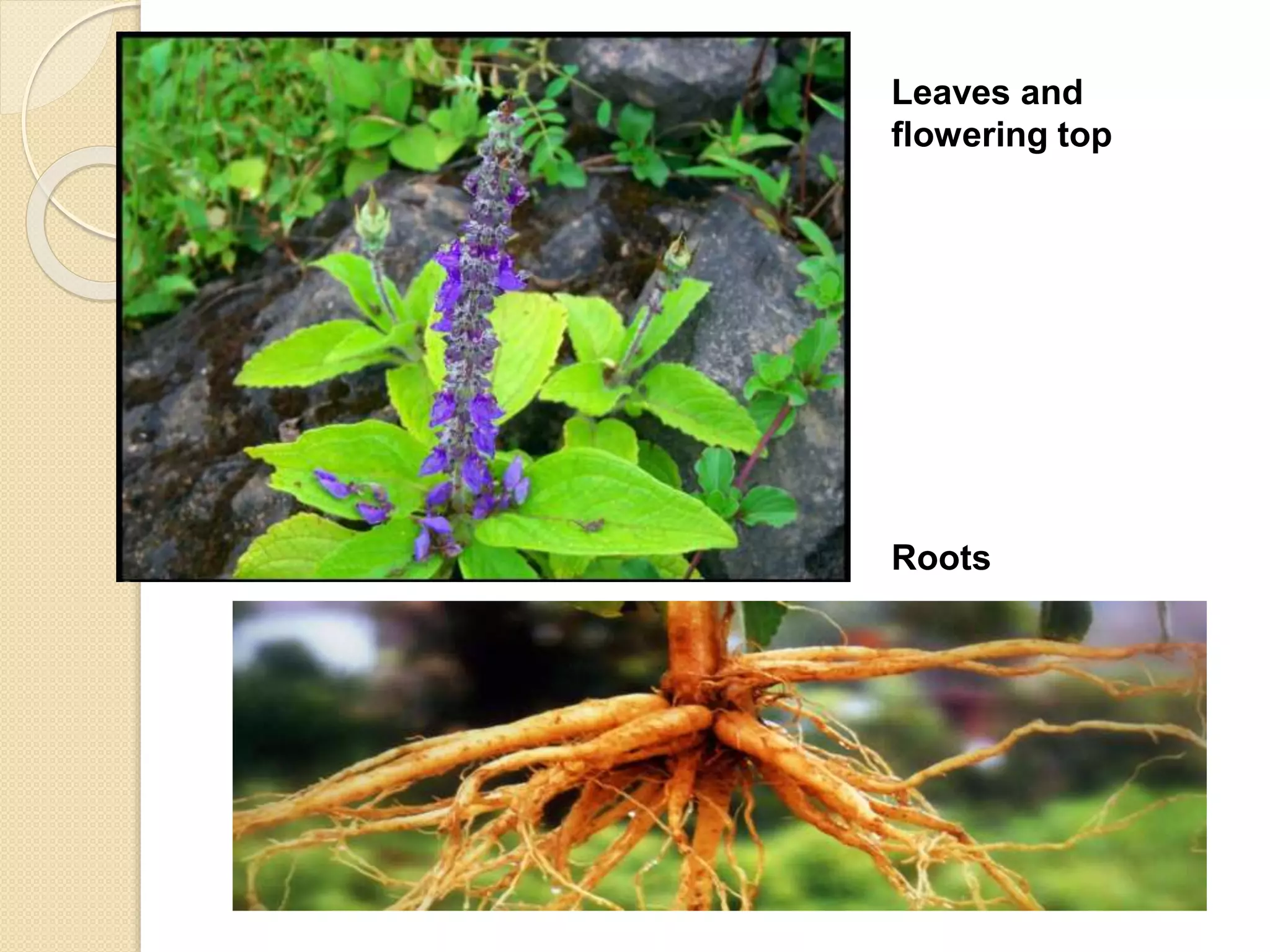 Leaves and
flowering top
Roots
 