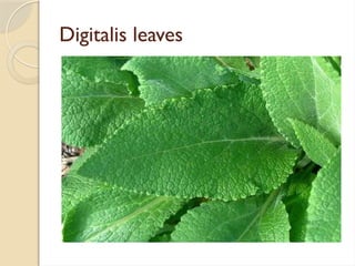 Digitalis leaves
 