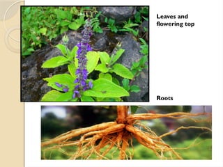 Leaves and
flowering top
Roots
 