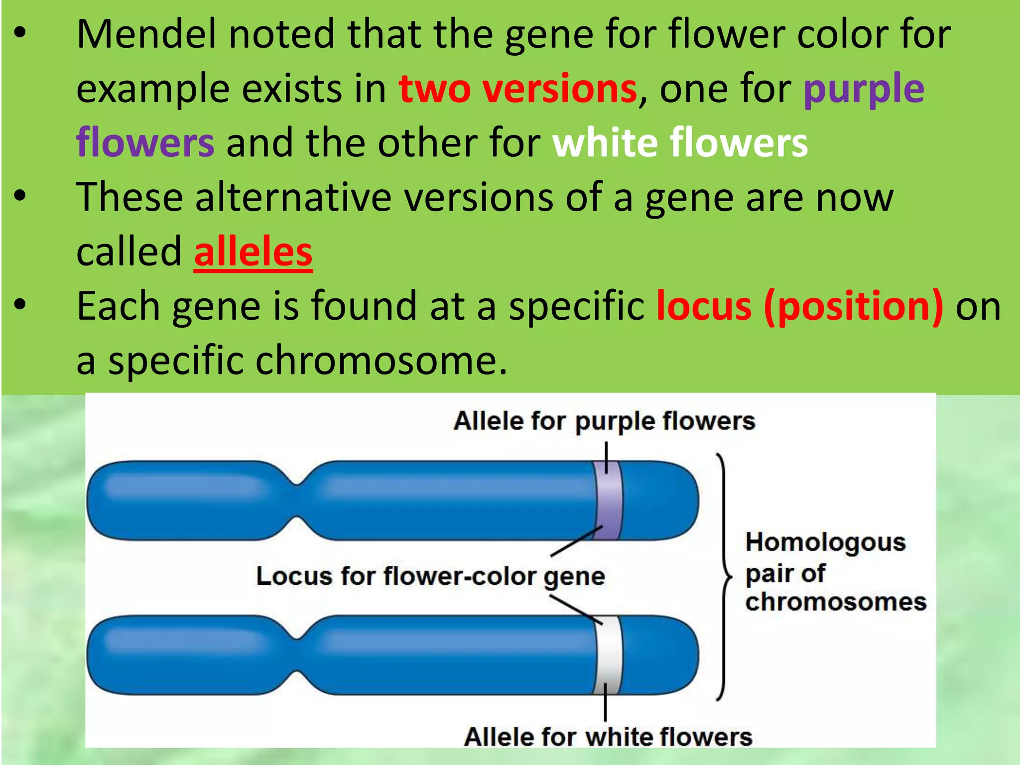 • Mendel noted that the gene for flower color for
example exists in two versions, one for purple
flowers and the other for white flowers
• These alternative versions of a gene are now
called alleles
• Each gene is found at a specific locus (position) on
a specific chromosome.
 