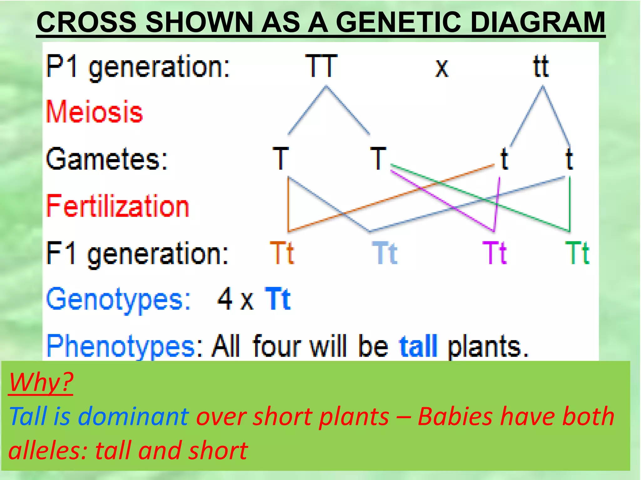 CROSS SHOWN AS A GENETIC DIAGRAM
Why?
Tall is dominant over short plants – Babies have both
alleles: tall and short
 