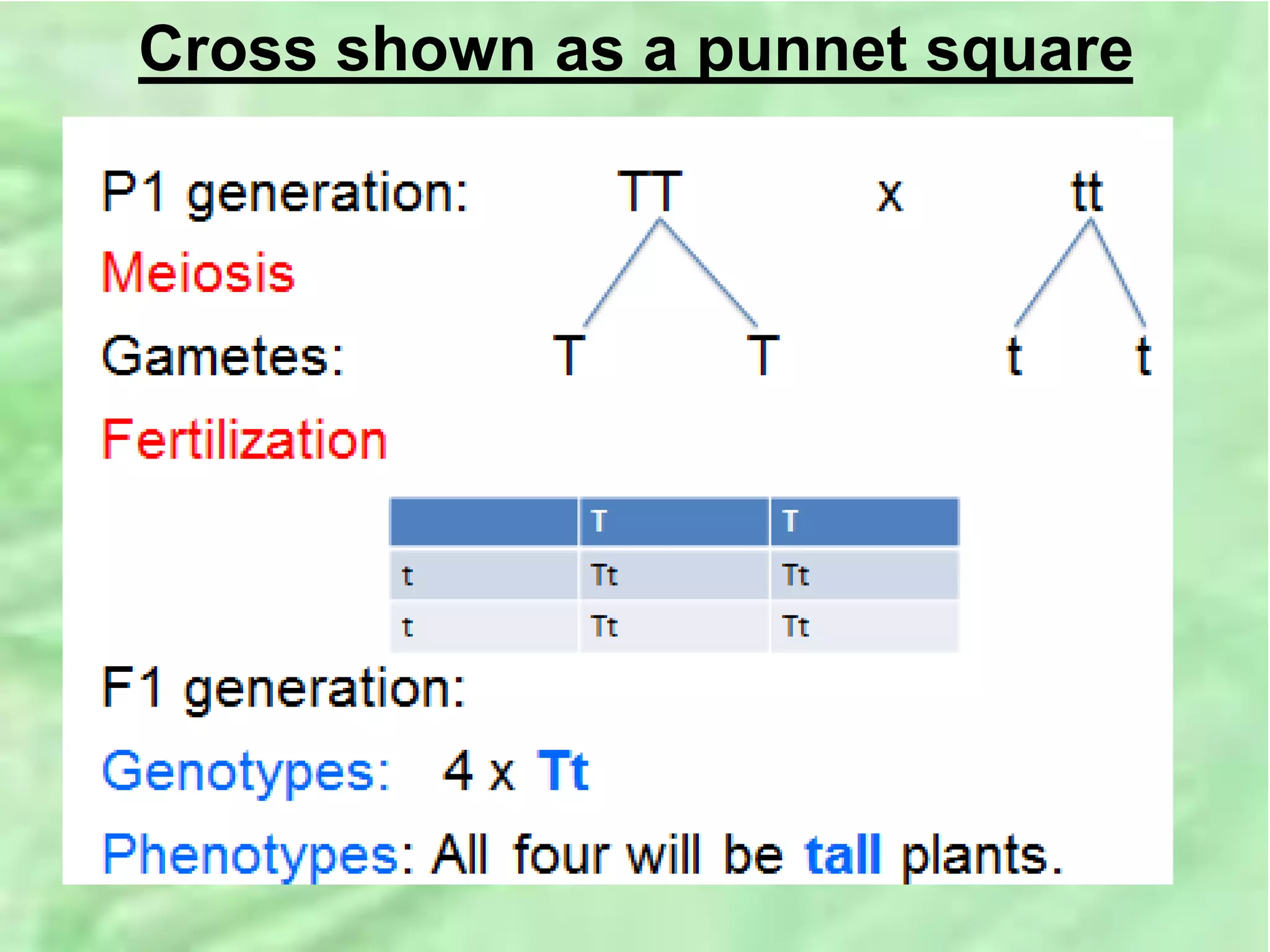 Cross shown as a punnet square
 