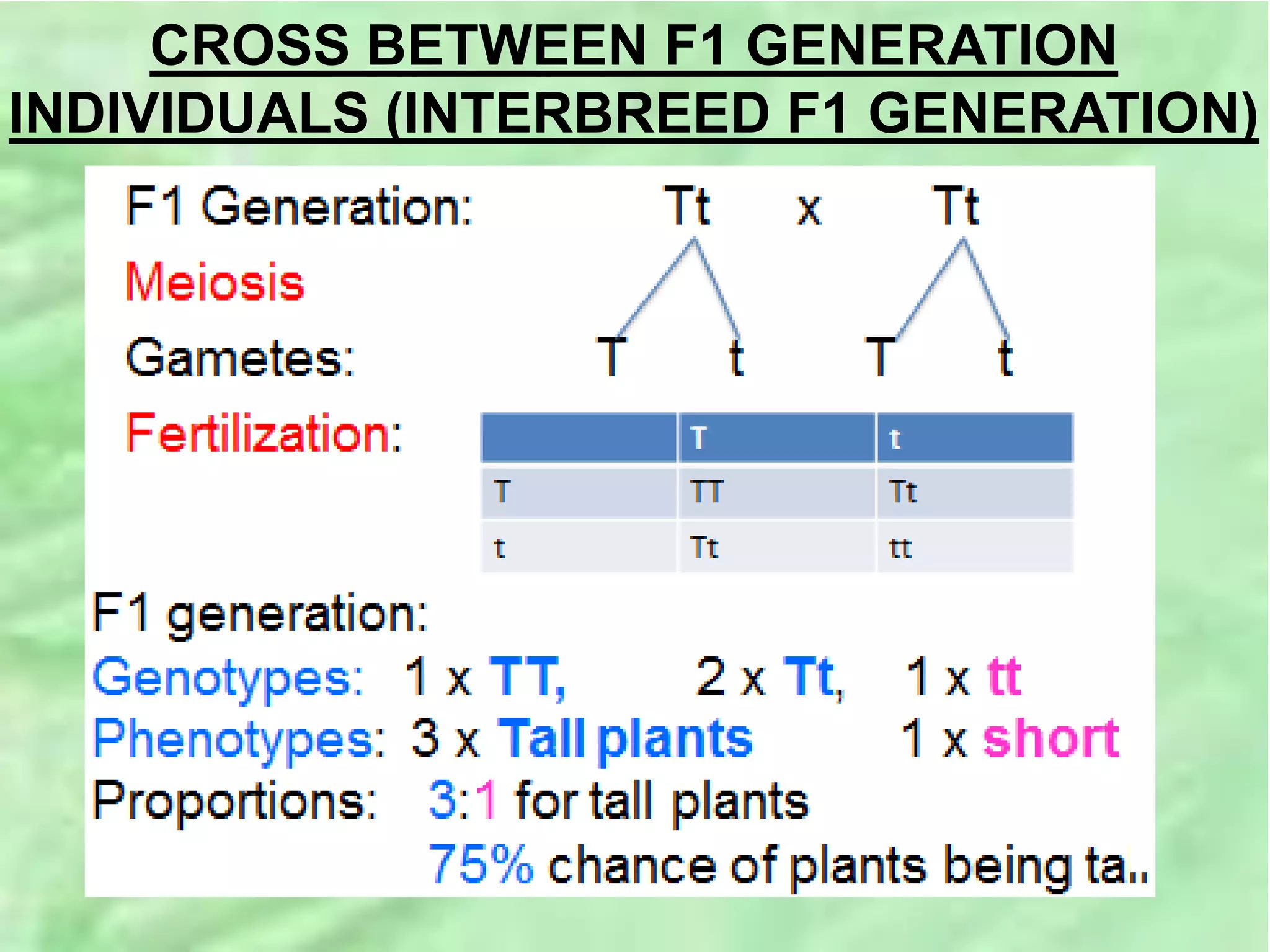 CROSS BETWEEN F1 GENERATION
INDIVIDUALS (INTERBREED F1 GENERATION)
 
