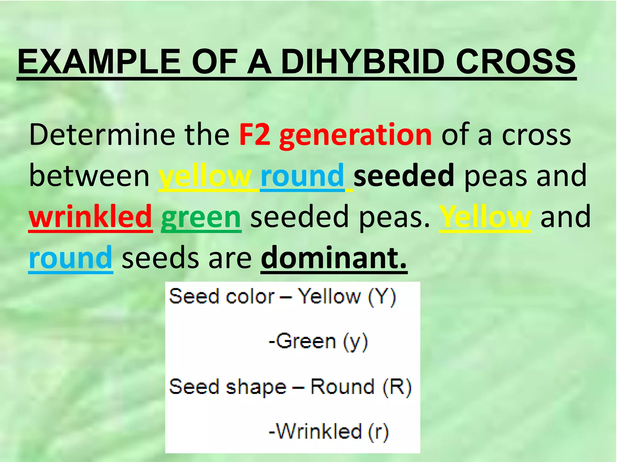 EXAMPLE OF A DIHYBRID CROSS
Determine the F2 generation of a cross
between yellow round seeded peas and
wrinkled green seeded peas. Yellow and
round seeds are dominant.
 