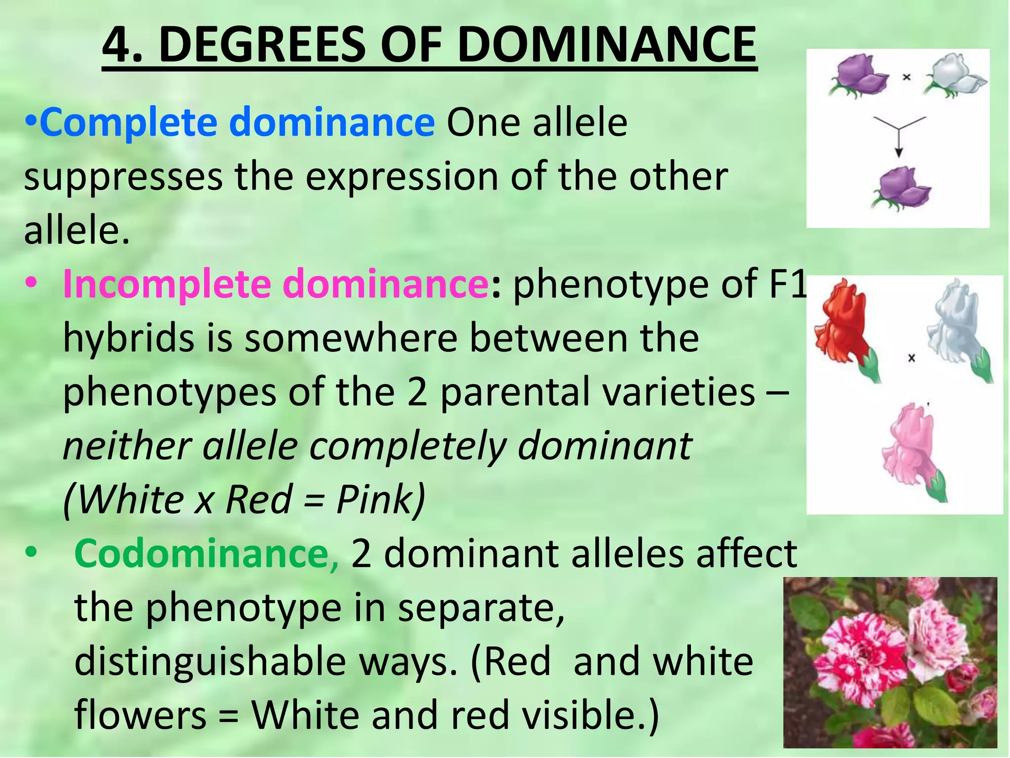 4. DEGREES OF DOMINANCE
•Complete dominance One allele
suppresses the expression of the other
allele.
• Incomplete dominance: phenotype of F1
hybrids is somewhere between the
phenotypes of the 2 parental varieties –
neither allele completely dominant
(White x Red = Pink)
• Codominance, 2 dominant alleles affect
the phenotype in separate,
distinguishable ways. (Red and white
flowers = White and red visible.)
 