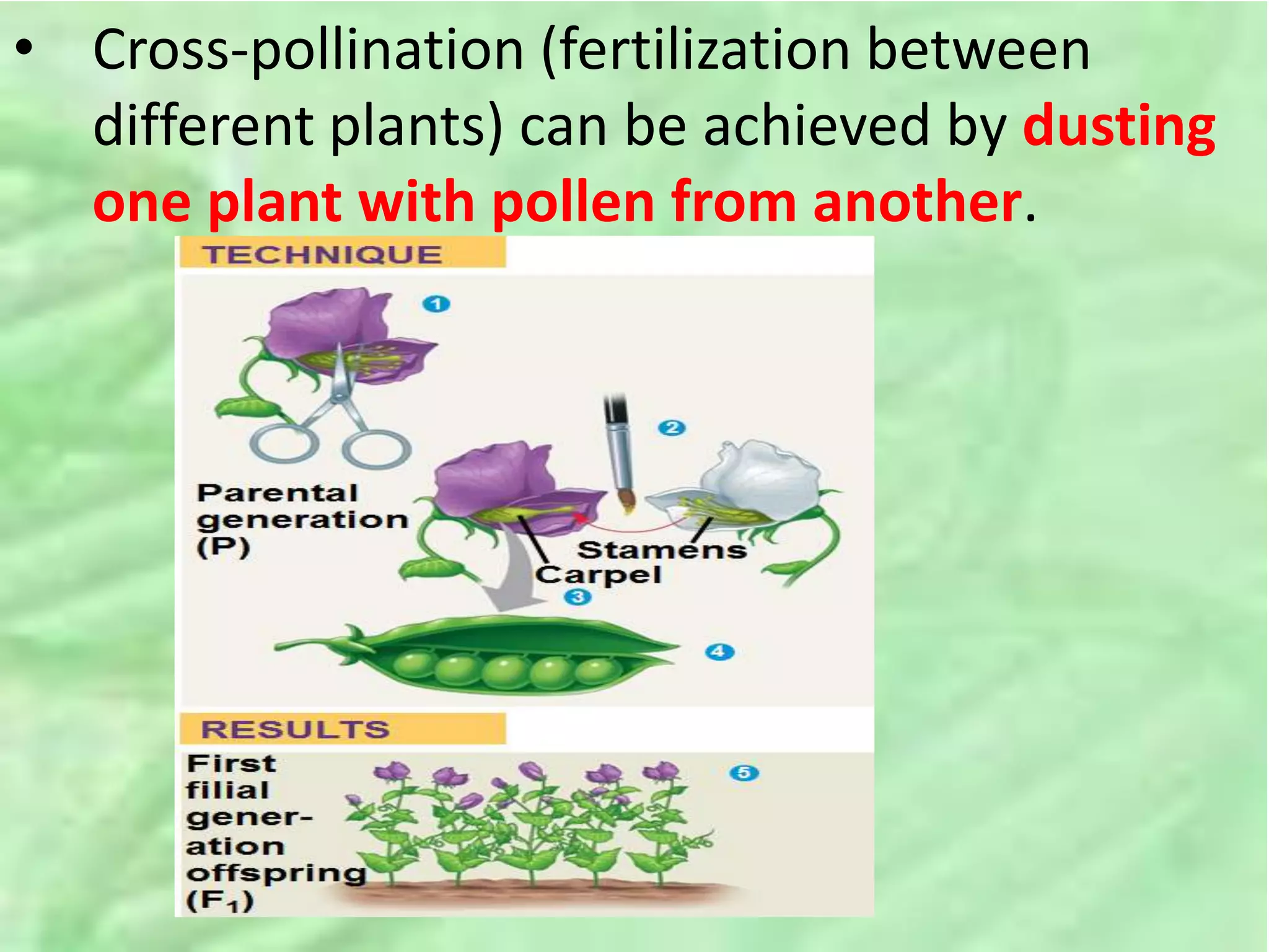 • Cross-pollination (fertilization between
different plants) can be achieved by dusting
one plant with pollen from another.
 