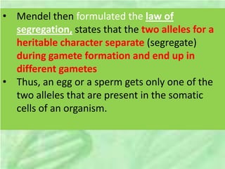 • Mendel then formulated the law of
segregation, states that the two alleles for a
heritable character separate (segregate)
during gamete formation and end up in
different gametes
• Thus, an egg or a sperm gets only one of the
two alleles that are present in the somatic
cells of an organism.
 