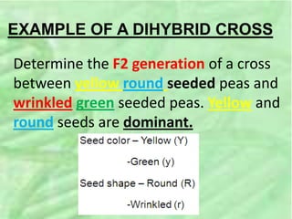 EXAMPLE OF A DIHYBRID CROSS
Determine the F2 generation of a cross
between yellow round seeded peas and
wrinkled green seeded peas. Yellow and
round seeds are dominant.
 