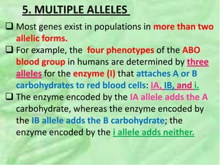 5. MULTIPLE ALLELES
 Most genes exist in populations in more than two
allelic forms.
 For example, the four phenotypes of the ABO
blood group in humans are determined by three
alleles for the enzyme (I) that attaches A or B
carbohydrates to red blood cells: IA, IB, and i.
 The enzyme encoded by the IA allele adds the A
carbohydrate, whereas the enzyme encoded by
the IB allele adds the B carbohydrate; the
enzyme encoded by the i allele adds neither.
 
