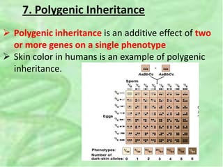 7. Polygenic Inheritance
 Polygenic inheritance is an additive effect of two
or more genes on a single phenotype
 Skin color in humans is an example of polygenic
inheritance.
 