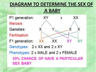 DIAGRAM TO DETERMINE THE SEX OF
A BABY
 