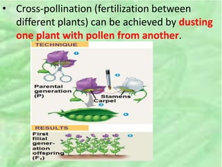 • Cross-pollination (fertilization between
different plants) can be achieved by dusting
one plant with pollen from another.
 
