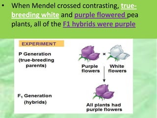 • When Mendel crossed contrasting, true-
breeding white and purple flowered pea
plants, all of the F1 hybrids were purple
 