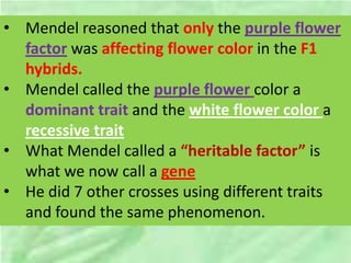 • Mendel reasoned that only the purple flower
factor was affecting flower color in the F1
hybrids.
• Mendel called the purple flower color a
dominant trait and the white flower color a
recessive trait
• What Mendel called a “heritable factor” is
what we now call a gene
• He did 7 other crosses using different traits
and found the same phenomenon.
 