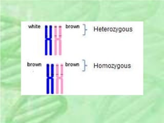 Unit 4 genetics and inheritance