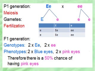 Unit 4 genetics and inheritance