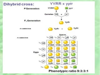 Unit 4 genetics and inheritance