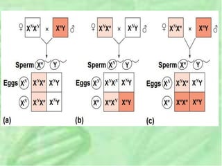 Unit 4 genetics and inheritance