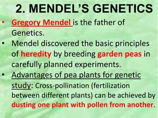 2. MENDEL’S GENETICS
• Gregory Mendel is the father of
Genetics.
• Mendel discovered the basic principles
of heredity by breeding garden peas in
carefully planned experiments.
• Advantages of pea plants for genetic
study: Cross-pollination (fertilization
between different plants) can be achieved by
dusting one plant with pollen from another.
 