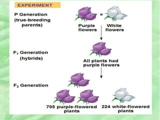 genetics and inheritance, in plants and animals | PPT