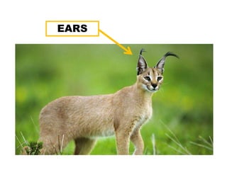 EARS
 