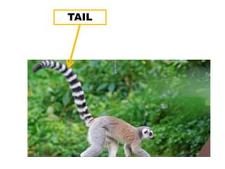 TAIL
 