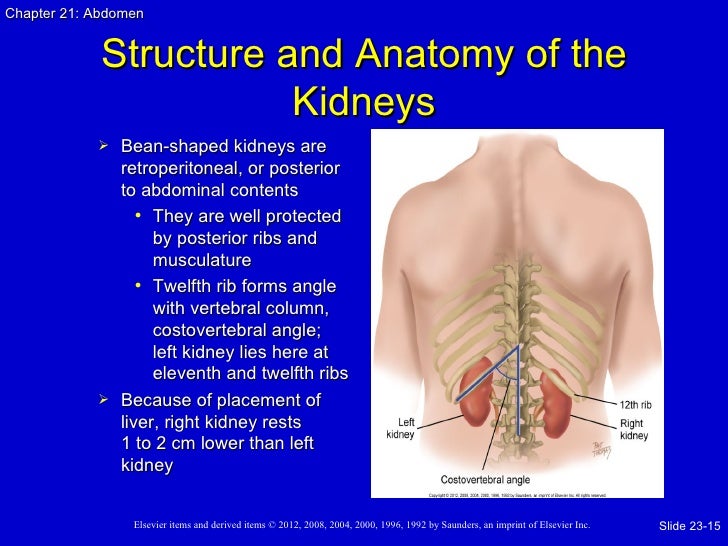 Unit 4 Hepatic System Abdomen