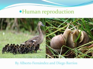 Human reproduction
By Alberto Fernández and Diego Barrios
 