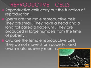  Reproductive cells carry out the function of
reproduction .
 Sperm are the male reproductive cells .
They are small . They have a head and a
long tail called a flagellum . They are
produced in large numbers from the time
of puberty .
 Ova are the female reproductive cells .
They do not move .From puberty , and
ovum matures every month .
 