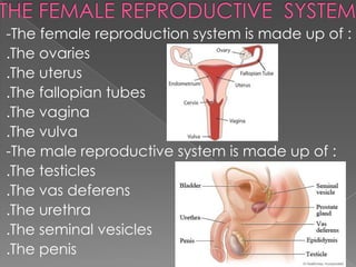 -The female reproduction system is made up of :
.The ovaries
.The uterus
.The fallopian tubes
.The vagina
.The vulva
-The male reproductive system is made up of :
.The testicles
.The vas deferens
.The urethra
.The seminal vesicles
.The penis
 