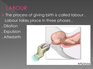  The process of giving birth is called labour .
Labour takes place in three phases .
. Dilation
. Expulsion
. Afterbirth
 
