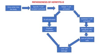 Virus enter into
the body
Specific T-Cell
receptor activated
Helper T-cell
activated
Cytotoxic T-cell
activated
B-cell activated
Produce
Antibodies
Recognize HCV
infected cells
Lysis of infected
cells
Liver cell
damage
PATHOGENESIS OF HEPATITIS-D
 