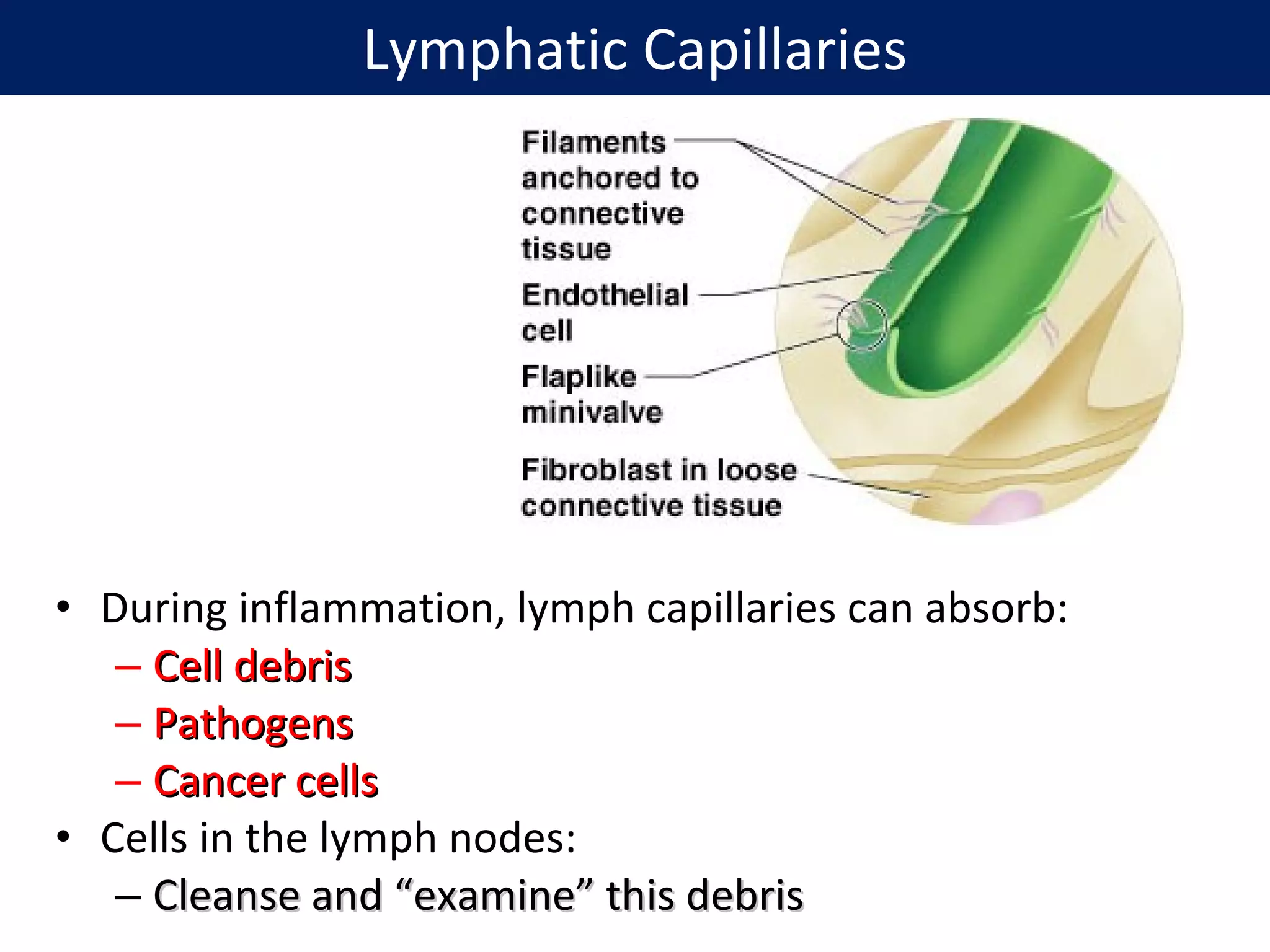 Lymphatic Capillaries
• During inflammation, lymph capillaries can absorb:
– Cell debrisCell debris
– PathogensPathogens
– Cancer cellsCancer cells
• Cells in the lymph nodes:
– Cleanse and “examine” this debrisCleanse and “examine” this debris
 