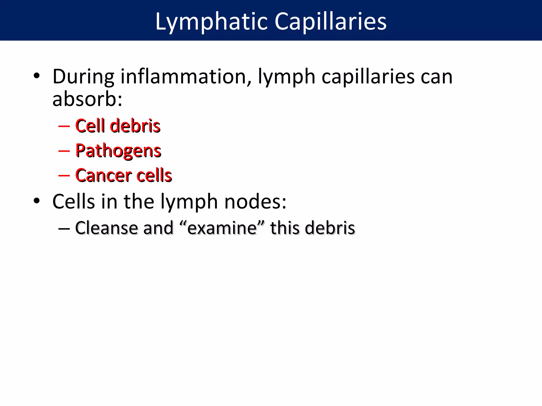 • During inflammation, lymph capillaries can
absorb:
– Cell debrisCell debris
– PathogensPathogens
– Cancer cellsCancer cells
• Cells in the lymph nodes:
– Cleanse and “examine” this debrisCleanse and “examine” this debris
Lymphatic Capillaries
 